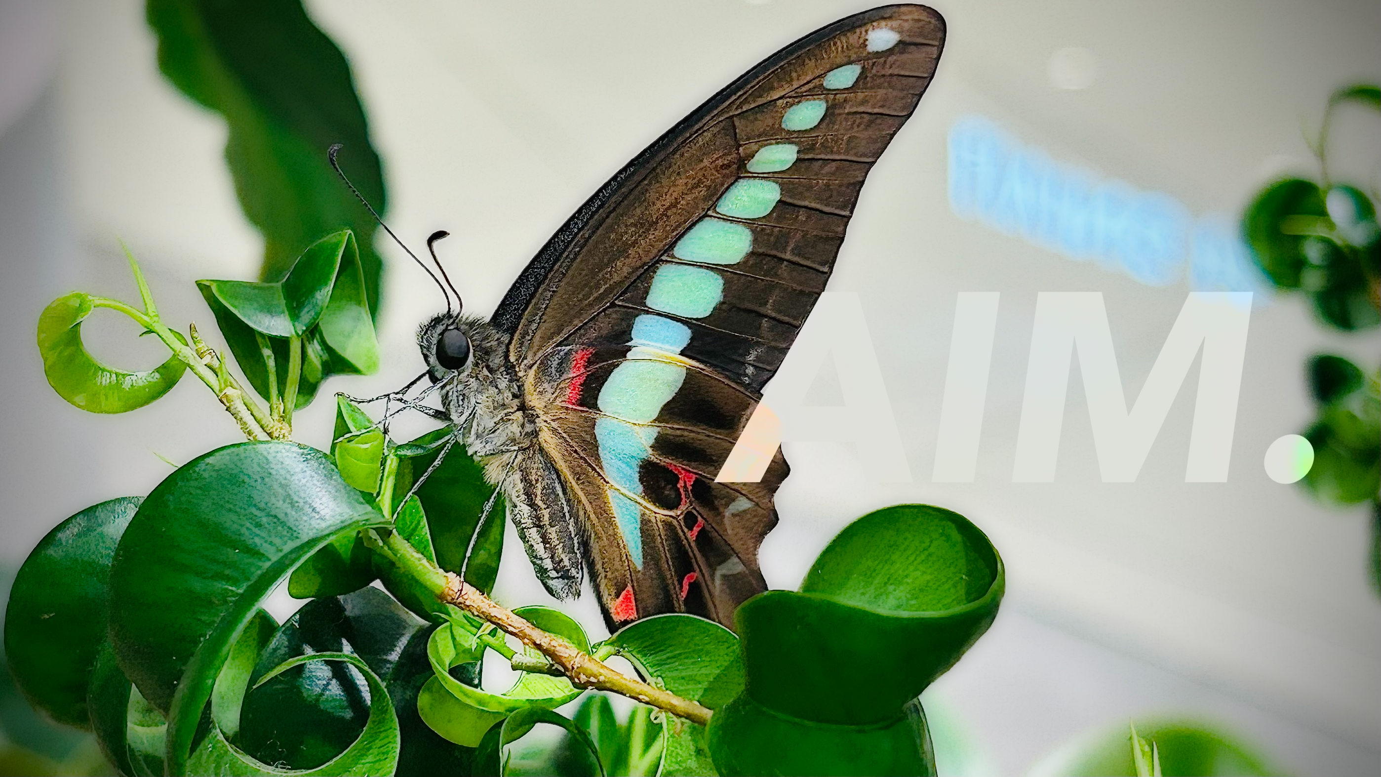 Image in a image block