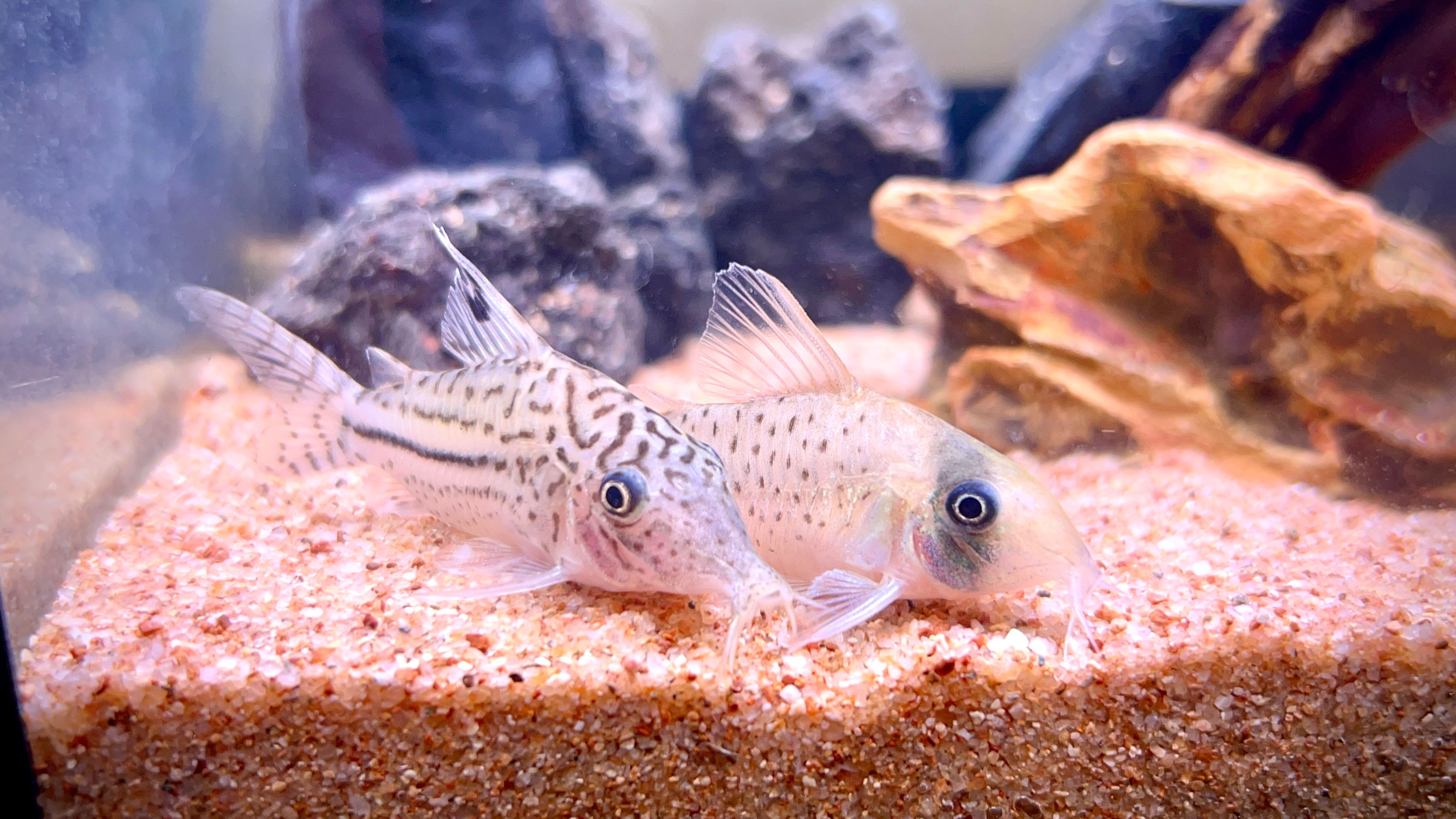 Image in a image block